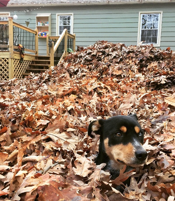 Ways to Make Sure Your Yard Always Looks Fresh - Remove Leaves Early