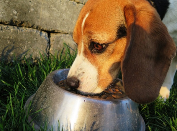 The Top 10 Treats Every Dog Will Love