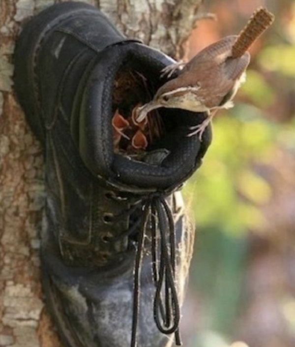 An Old Boot to Make a Birdhouse