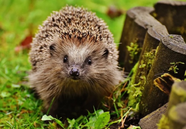 Did you know you can have a HedgeHog as a pet? 