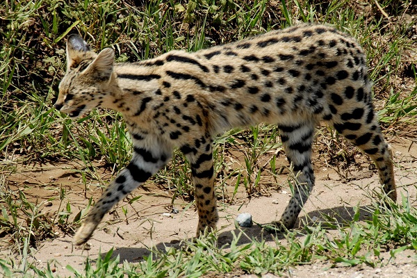 Did you know you can have a Serval Cat as a pet? 