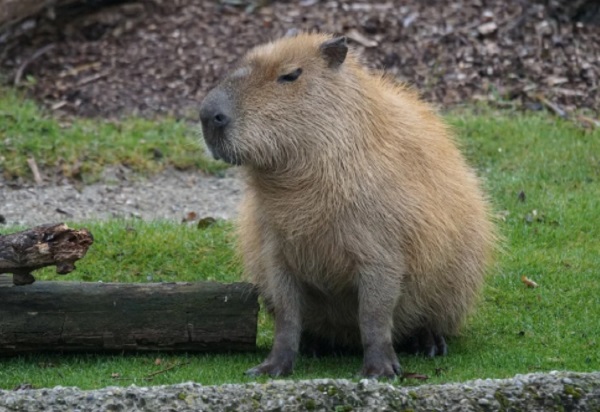 Did you know you can have a Capybara as a pet? 