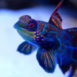 Did you know you can have Saltwater Aquarium Fish as a pet?