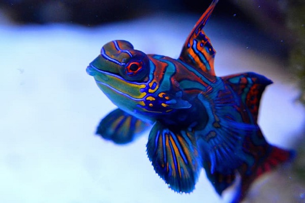 Did you know you can have Saltwater Aquarium Fish as a pet? 