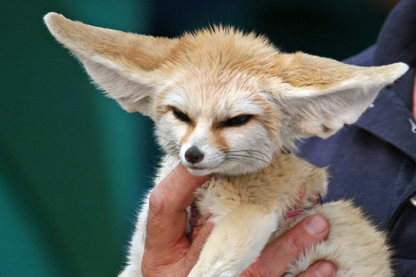 Did you know you can have a Fennec Fox as a pet? 