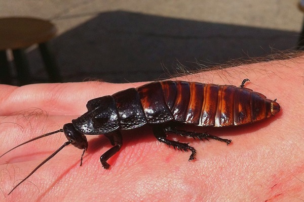 Did you know you can have a Madagascar Hissing Cockroach as a pet? 