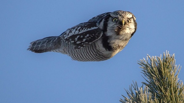 Ten Tips for Encouraging Owls Into Your Garden