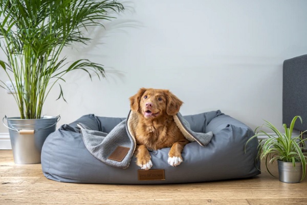 10 Things Your Dog Totally Deserves to Get