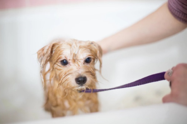 Dog Care Tips from the Experts