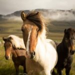 10 of the Most Famous Horses the World Has Ever Seen