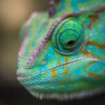 10 Tips To Taking Care Of Your Exotic Reptiles & Amphibians