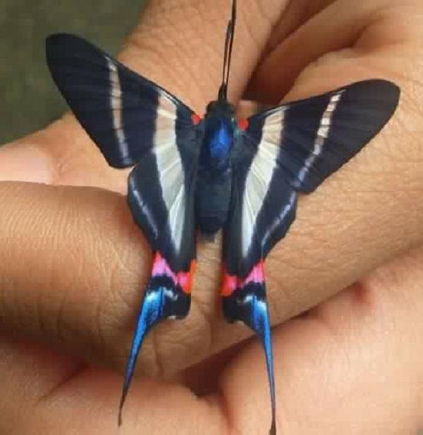 Neotropical butterfly (Rhetus arcius)