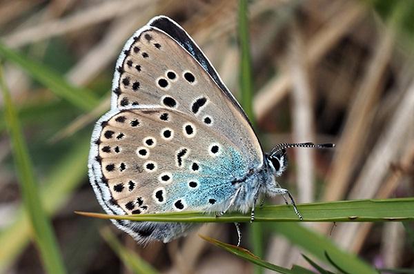 Large Blue Butterfly (Phengaris arion)