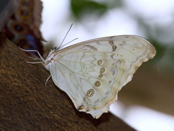 White Morpho Butterfly (Morpho polyphemus)