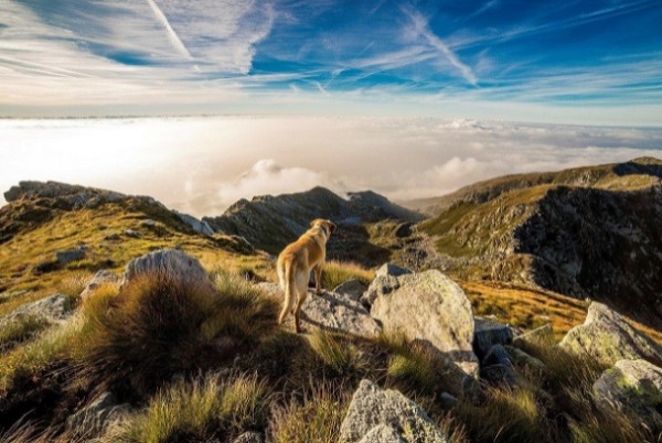Top 10 Places to Explore with your pet in the U.S