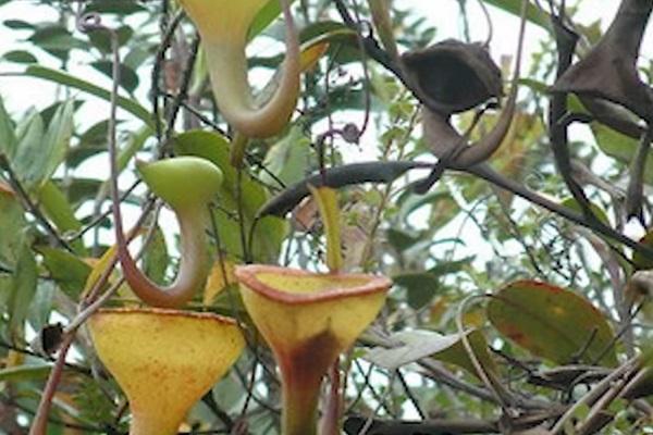 The Tropical Pitcher Plant (Nepenthes jamban)