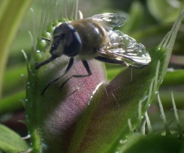 Venus flytrap (Dionaea muscipula)