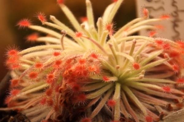 The Wooly Sundew (Drosera derbyensis)