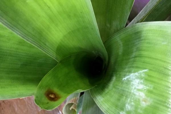 Venezuelan Trap Plant (Brocchinia reducta)