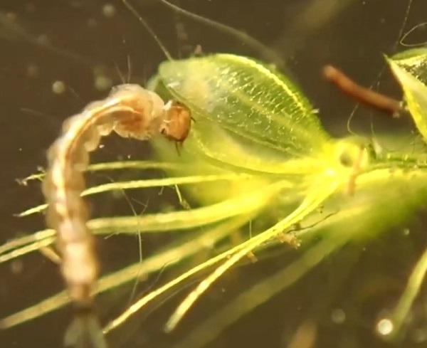 The Waterwheel Plant (Aldrovanda vesiculosa)