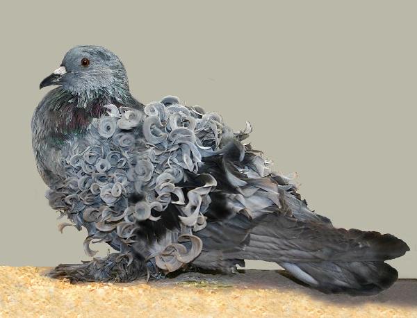 Frillback Pigeon (Columba livia)