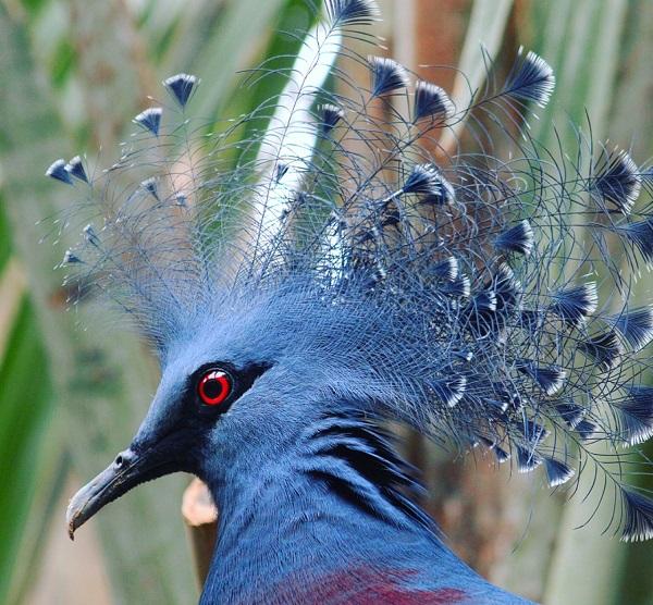 Victoria Crowned Pigeon (Goura victoria)