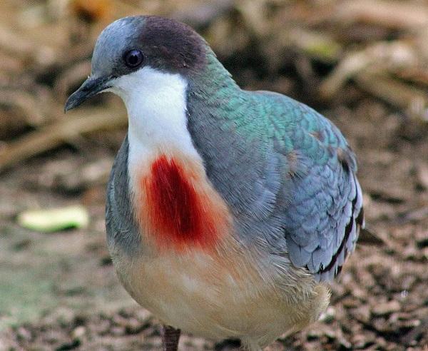 Mindanao Bleeding-heart Pigeon (Gallicolumba crinigera)