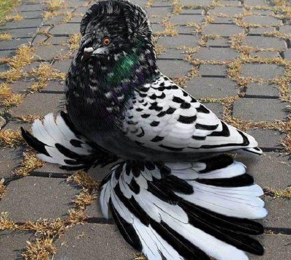 The English Trumpeter Pigeon (Columba livia)