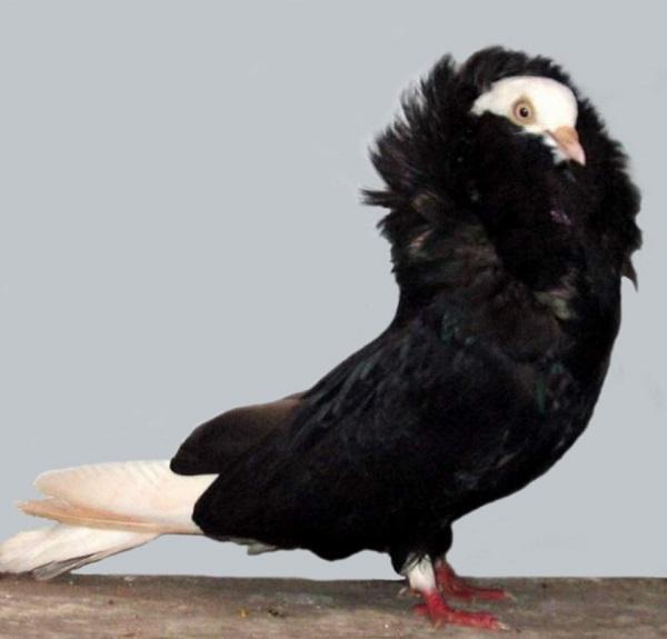 Old Dutch Capuchine Pigeon (Columba livia)