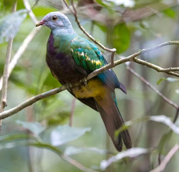 The Wompoo Pigeon (Ptilinopus magnificus)