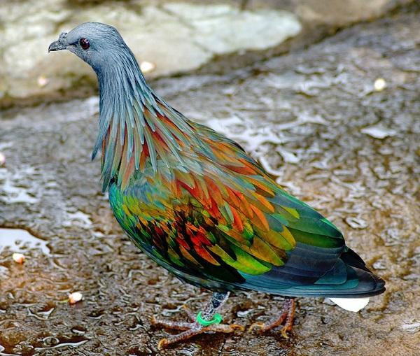 Nicobar Pigeon (Caloenas nicobarica)