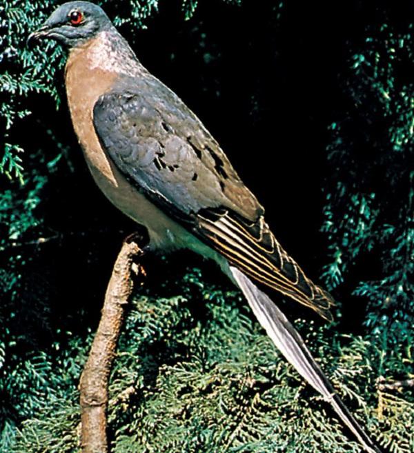 Passenger Pigeon (Ectopistes migratorius)