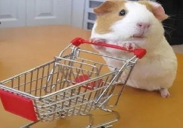 Guinea Pig