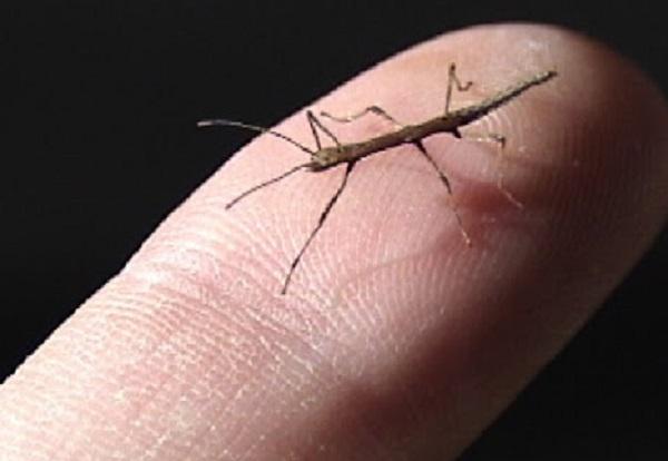 Stick Insects