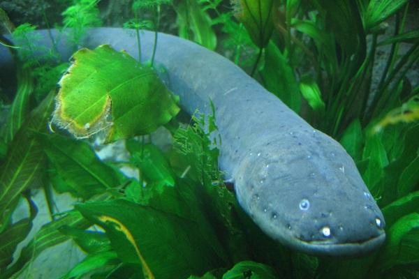 Ten Weird and Interesting Facts About Electric Eels