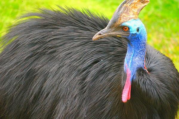 Top 10 Interesting Facts About Cassowary; The Last Surviving Dinosaurs