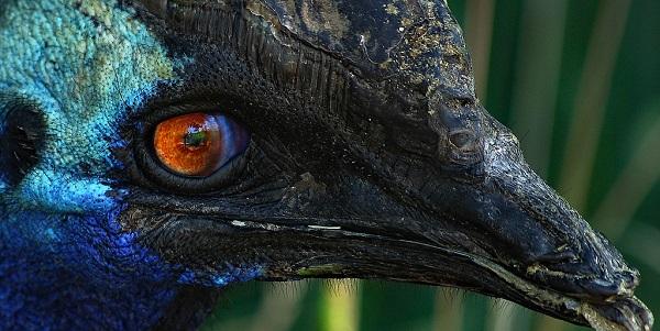 Top 10 Interesting Facts About Cassowary; The Last Surviving Dinosaurs