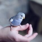 Top 10 Types Of Birds That People Keep As Pets