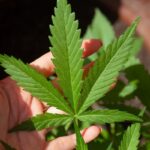 10 Common Misconceptions About Cannabis