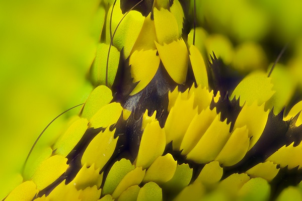The Wings of a Birdwing Butterfly