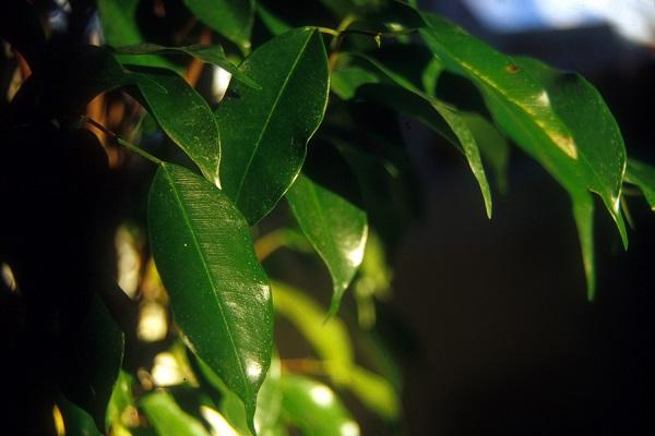Weeping Fig (Ficus Benjamina)