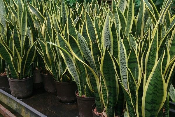 Snake Plant/Mother-in-Law's Tongue (Sansevieria trifasciata)