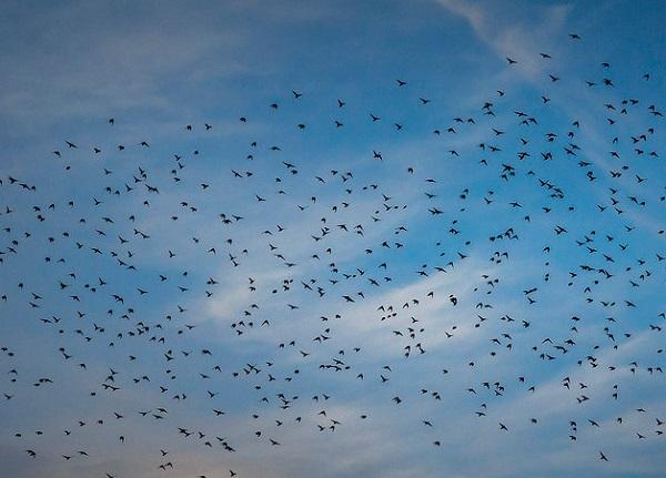 A Starlings' Rain – England