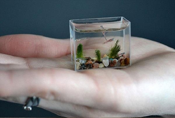 World's Smallest Aquarium