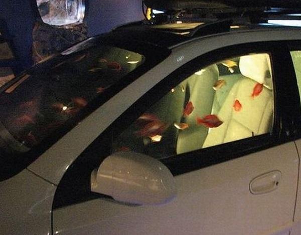 Car Aquarium