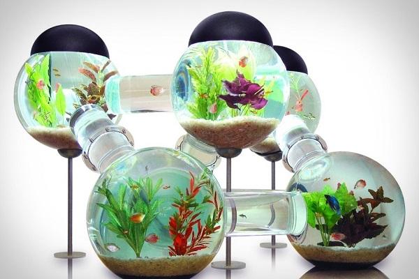 The Labyrinth Aquarium