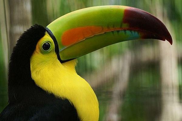 Keel-Billed Toucan