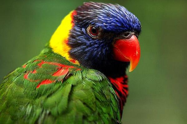 Rainbow Lorikeet