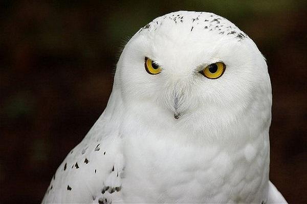 Snowy Owl