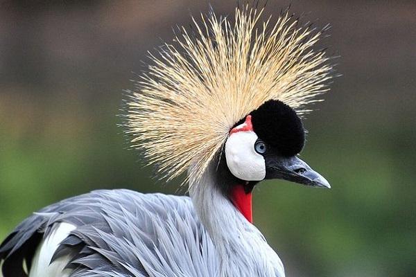 Crowned Crane